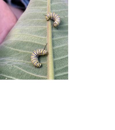 Two caterpillars milkweed leaf