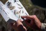 Close up of a hand pointing to a bird field guide book to identify sparrows 